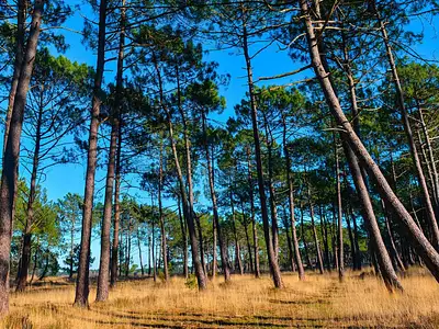 Lotissement le Domaine de Capdeil
