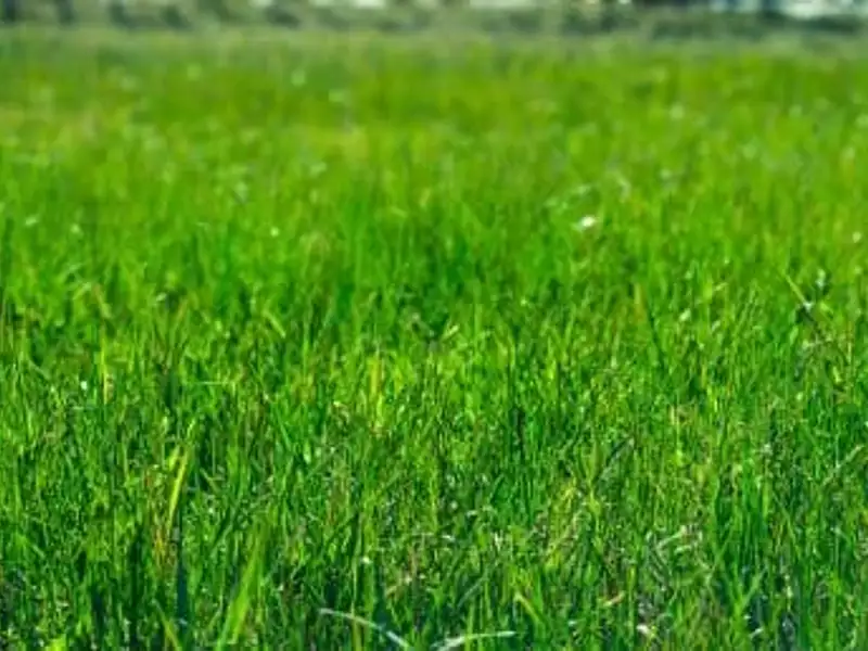 Terrain à bâtir, 500 m² - Jaunay-Marigny (86130)