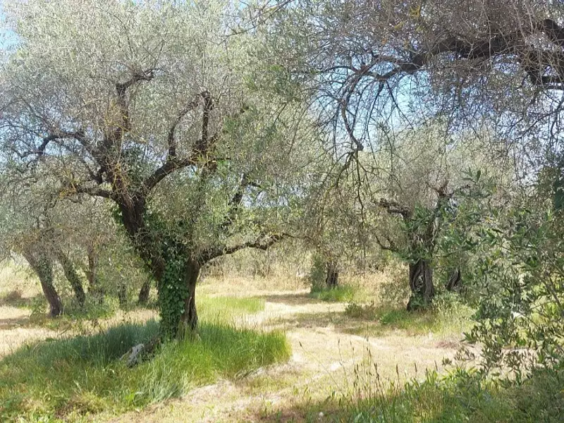 Terrain à bâtir, 2 550 m² - Opio (06650)