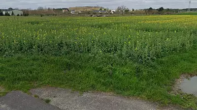 Terrain à bâtir, 428 m²