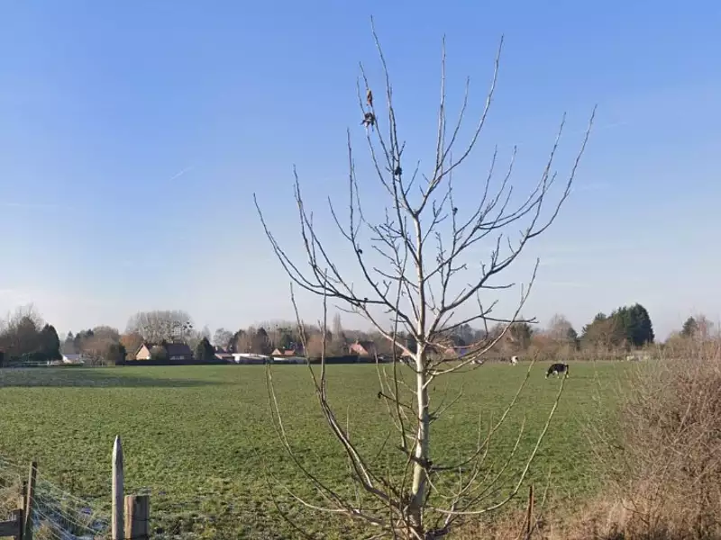 Maison neuve, 85 m² - Potelle (59530)