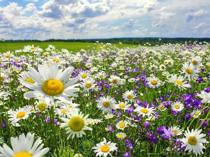Terrain à bâtir, 600 m² - Nouzilly (37380)