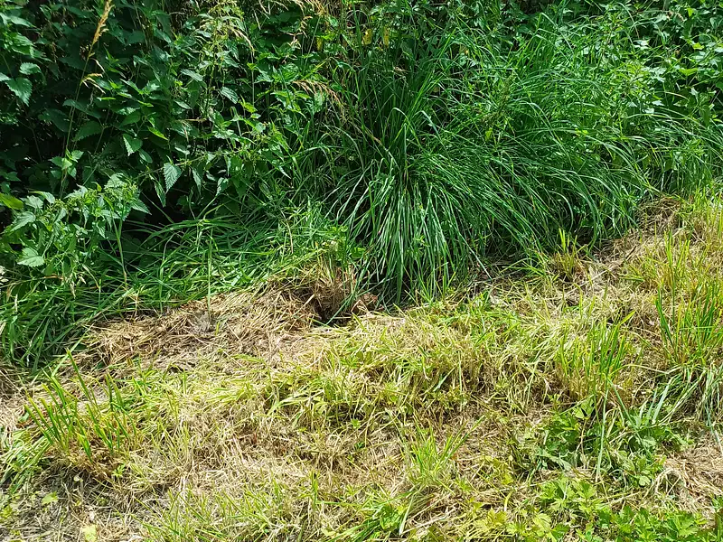 Terrain à bâtir, 756 m² - La Romagne (49740)