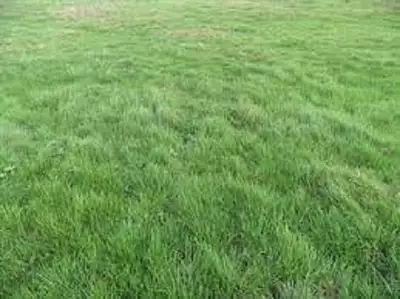 Terrain à bâtir, 1 417 m²