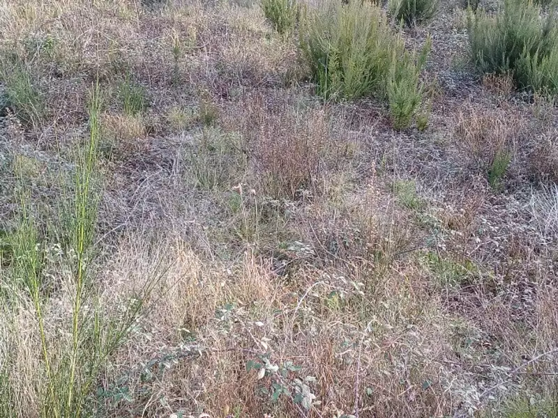 Terrain à bâtir, 280 m² - Cabestany (66330)