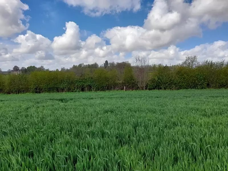 Maison neuve, 100 m² - Saint-Denis-sur-Scie (76890)