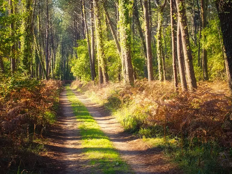 Domaine de Bruna - Messanges (40660)