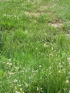 Terrain à bâtir, 256 m²