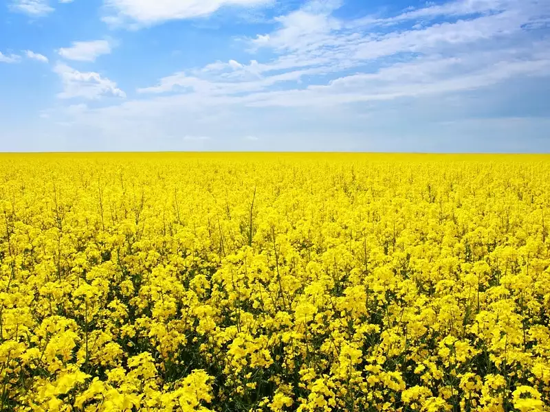 Terrain à bâtir, 1 780 m² - La Selle-sur-le-Bied (45210)