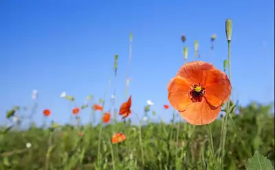 Terrain à bâtir, 442 m²
