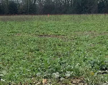 Terrain à bâtir, 447 m²