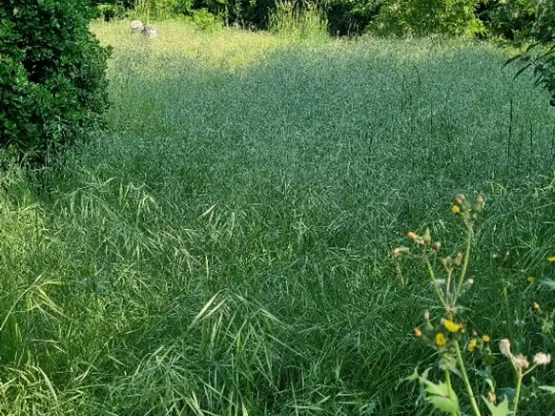 Maison neuve, 125 m² - Saint-Médard-en-Jalles (33160)