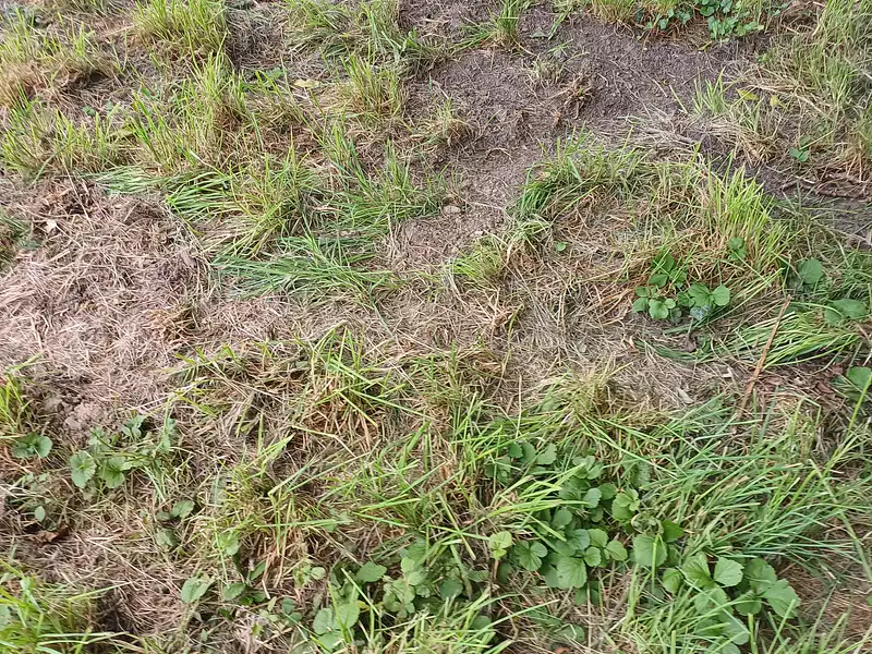 Terrain à bâtir, 699 m² - Chemillé (49120)