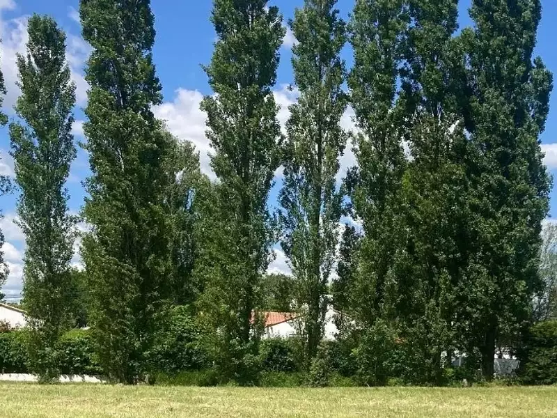 Terrain à bâtir, 499 m² - Commequiers (85220)