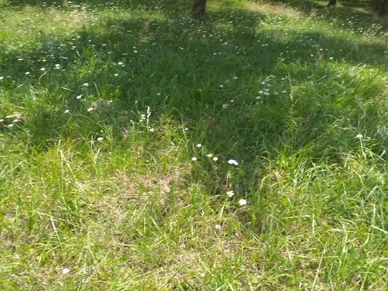 Maison neuve, 60 m² - Trun (61160)