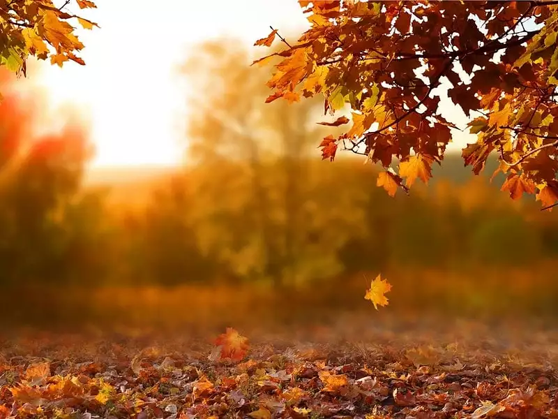 Terrain à bâtir, 620 m² - La Roche-sur-Yon (85000)