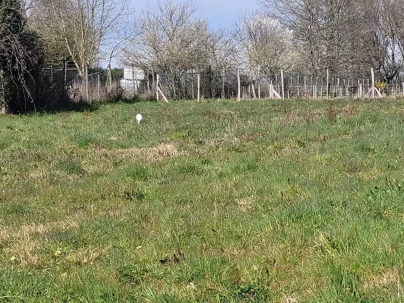 Maison neuve, 89 m² - Saint-Césaire (17770)