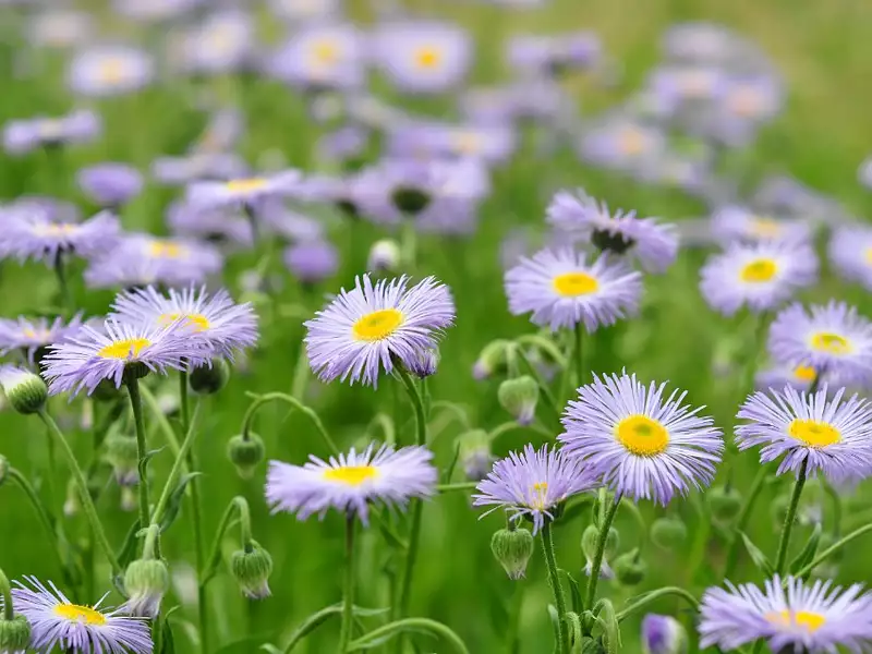 Terrain à bâtir, 430 m² - Mios (33380)