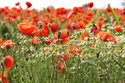 Maison neuve, 100 m²