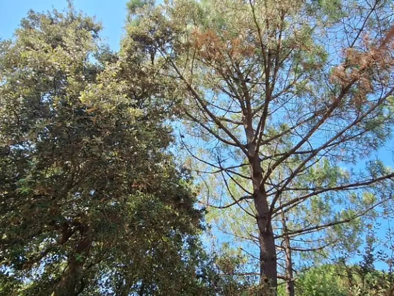 Terrain à bâtir, 739 m² - Saint-Palais-sur-Mer (17420)