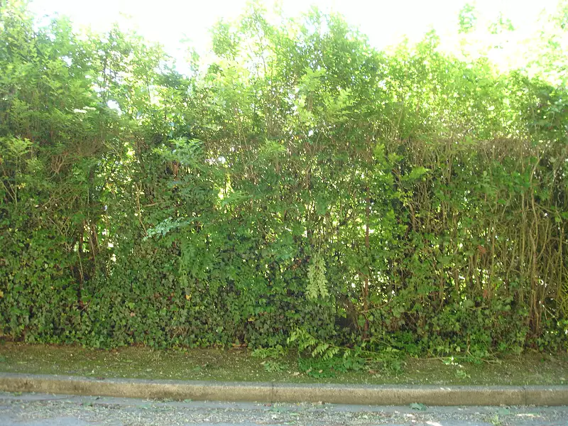 Terrain à bâtir, 300 m² - Oncy-sur-Ecole (91490)