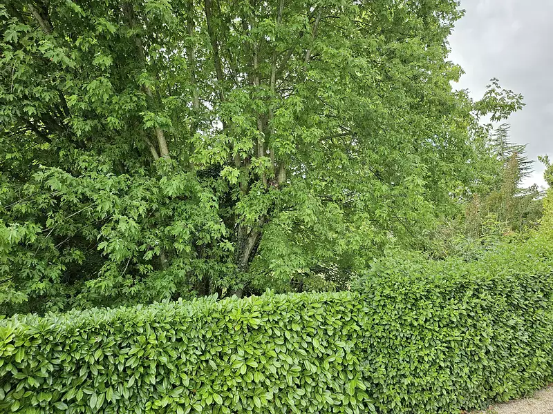 Terrain à bâtir, 1 300 m² - Saint-Cyr-sur-Menthon (01380)