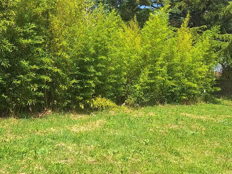 Maison neuve, 50 m² - Cologne (32430)